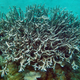 Illustration for article titled The Great Barrier Reef has lost half its coral in less than 30 years